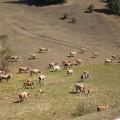 20120903_romanje_v_transilvanijo_105