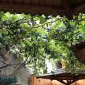 20120903_romanje_v_transilvanijo_206